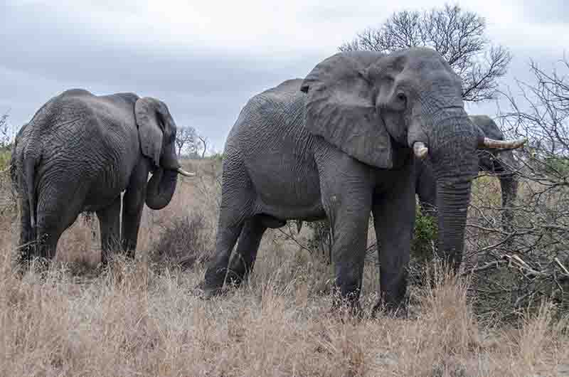 50 - Elefantes - reserva Sabi Sands - Sudafrica